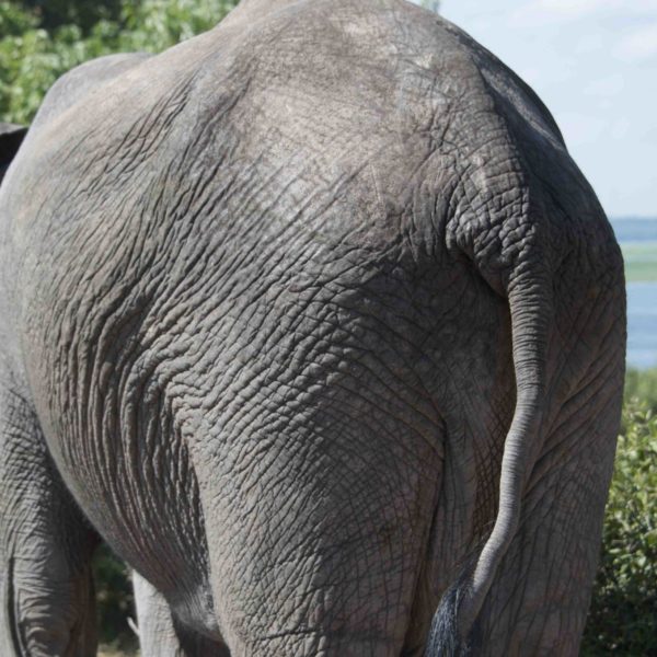 Botswana safari, chobe national park, elephant