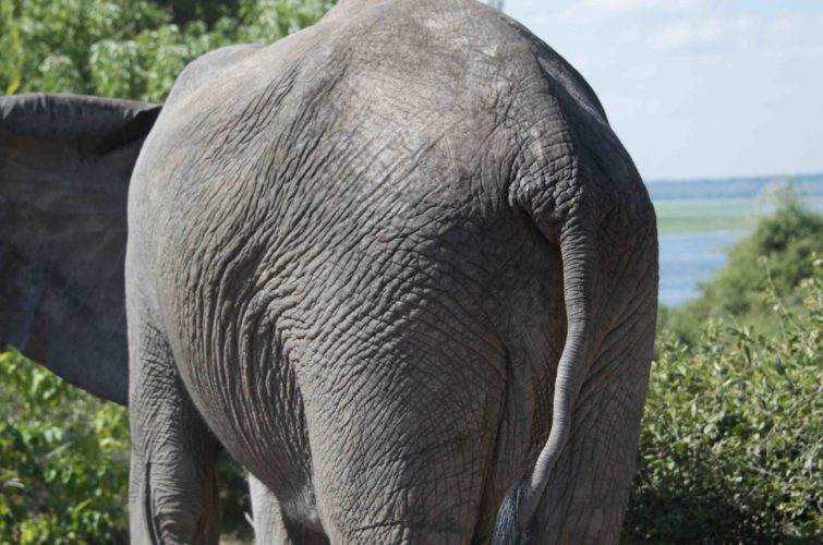 Botswana safari, chobe national park, elephant