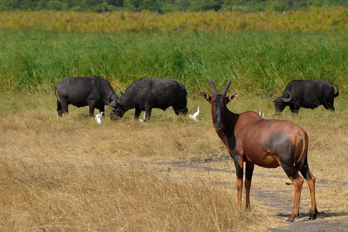 Magashi Camp Akagera National Park Rwanda wildlife viewing