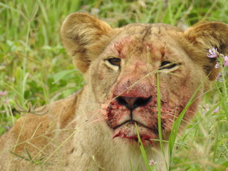 lion, big five safaris, tanzania safaris, wildlife safaris, migration safari, serengeti