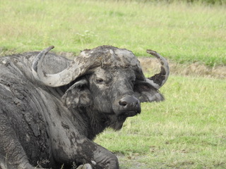 buffelo, big five safaris, tanzania safaris, wildlife safaris, migration safari, serengeti