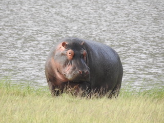 hippo, big five safaris, tanzania safaris, wildlife safaris, migration safari, serengeti