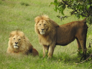 lions, big five safaris, tanzania safaris, wildlife safaris, migration safari, serengeti