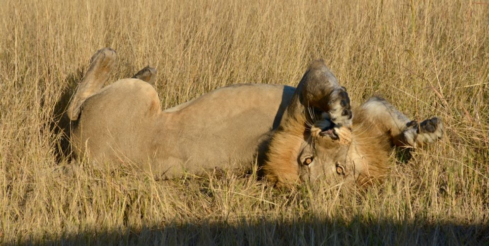 lion, southern africa safari, wildlife safaris