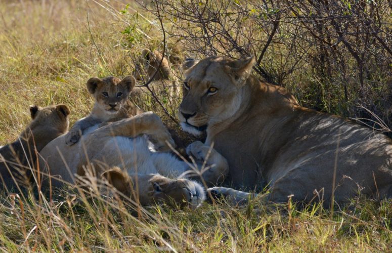 lion pride, southern africa safari, wildlife safaris