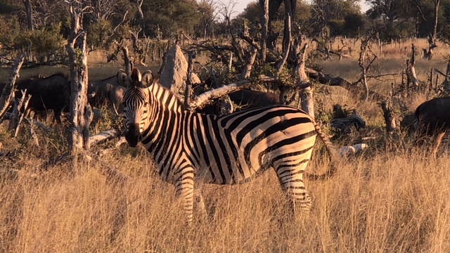 zebra, bomani, hwange national park, zimbabwe safaris, wildlife safaris