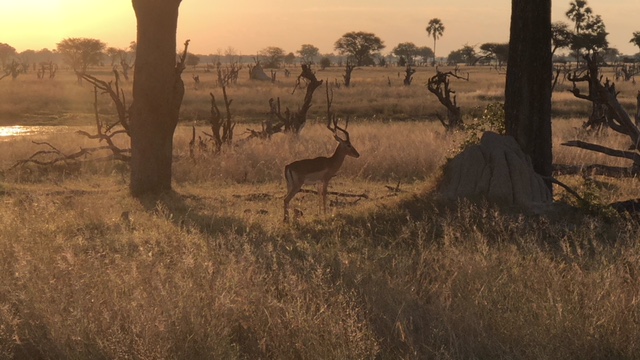 impala, bomani, hwange national park, zimbabwe safaris, wildlife safaris