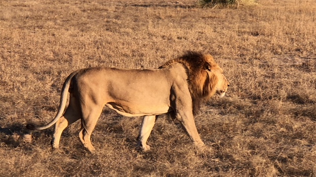 lion, bomani, hwange national park, zimbabwe safaris, wildlife safaris
