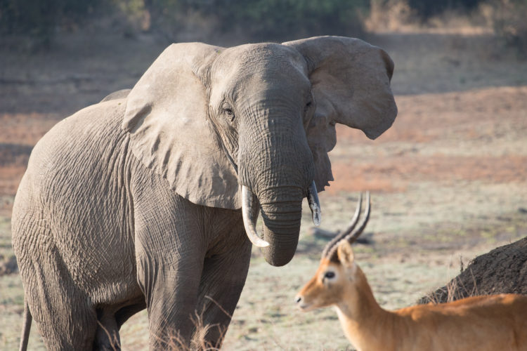 elephant, zambia safaris, wildlife safaris, south luangwa national park