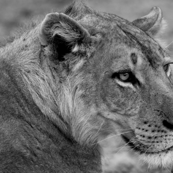 lion, zambia safaris, wildlife safaris, south luangwa national park