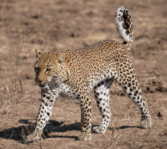 leopard, zambia safaris, wildlife safaris, south luangwa national park