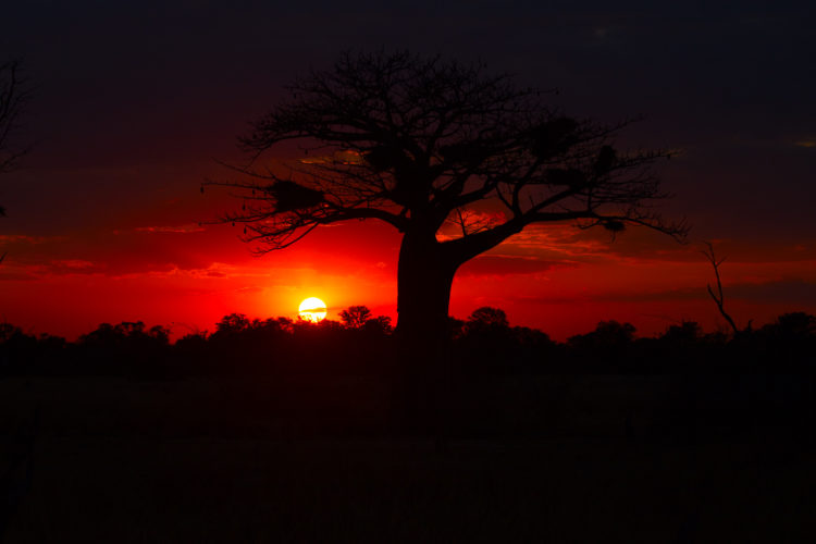 sunset, zambia safaris, wildlife safaris, south luangwa national park