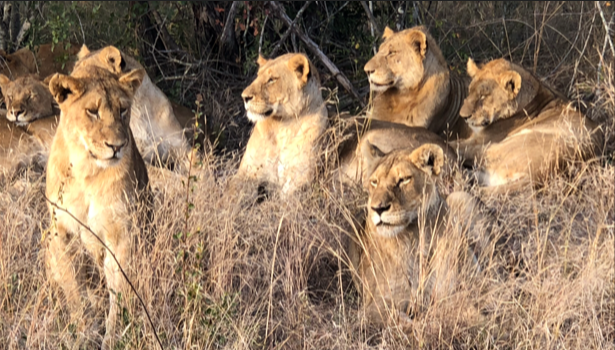 City Waterfalls Wildlife Safariwildlife safaris, lions, southern africa safaris