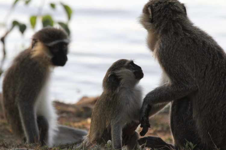 monkey, bakers lodge, murchison falls national park, uganda safaris