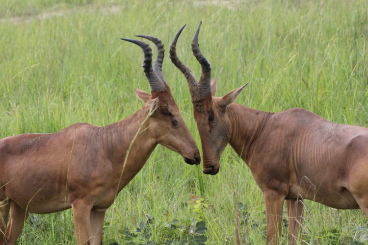 hatebeest, ishasha, queen elizabeth national park, uganda safaris