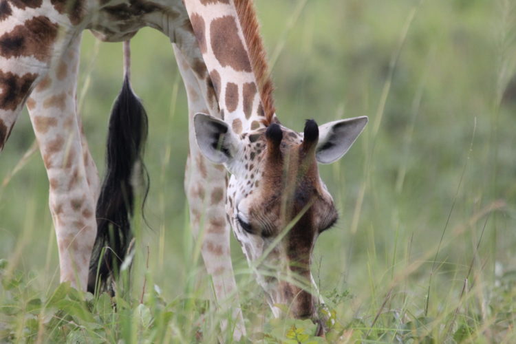 giraffe,murchison falls national park, uganda safaris