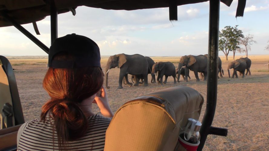 elephants, masai mara, kenya safaris, wildlife safaris