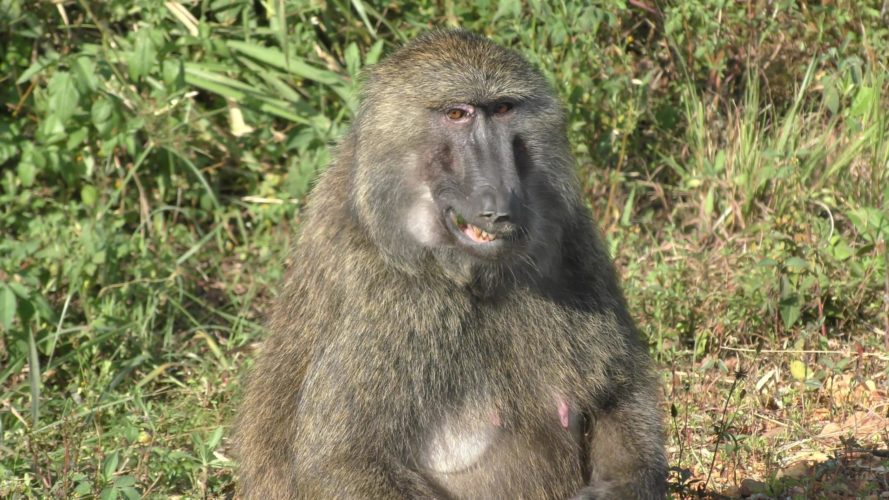 monkey, primate lodge, kibale national park, uganda safaris, wildlife safaris