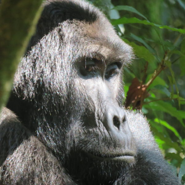 gorilla, gorilla trekking, uganda safaris, wildlife safaris