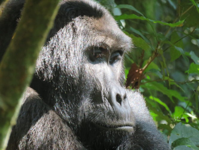 gorilla, gorilla trekking, uganda safaris, wildlife safaris