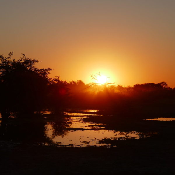 botswana's delta, okavango delta, botswana, botswana safari