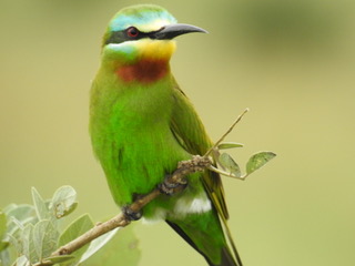 bird, big five safaris, tanzania safaris, wildlife safaris, migration safari, serengeti