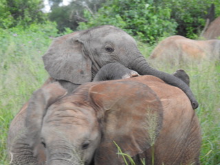 elephant, big five safaris, tanzania safaris, wildlife safaris, migration safari, serengeti