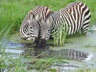 zebra, big five safaris, tanzania safaris, wildlife safaris, migration safari, serengeti