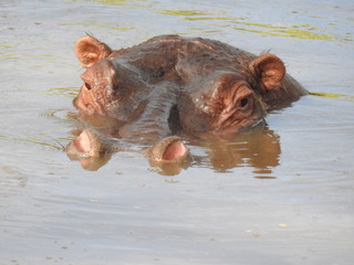 hippo, big five safaris, tanzania safaris, wildlife safaris, migration safari, serengeti