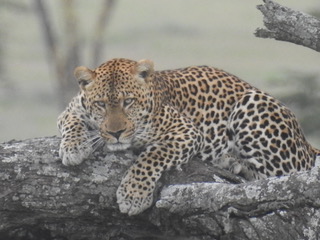 leopard, big five safaris, tanzania safaris, wildlife safaris, migration safari, serengeti