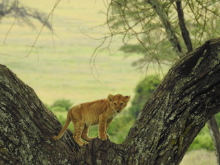 lion, big five safaris, tanzania safaris, wildlife safaris, migration safari, serengeti