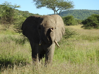 elephant, big five safaris, tanzania safaris, wildlife safaris, migration safari, serengeti