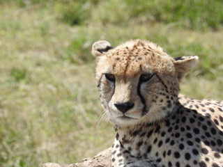 cheetah, big five safaris, tanzania safaris, wildlife safaris, migration safari, serengeti