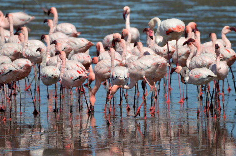 flamingoes, namibia safari, namibia