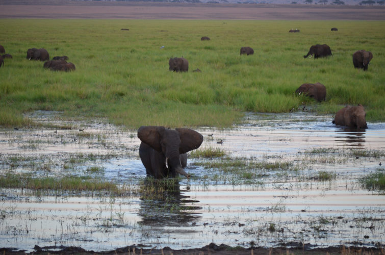 elephants, tanzania, tanzania safari