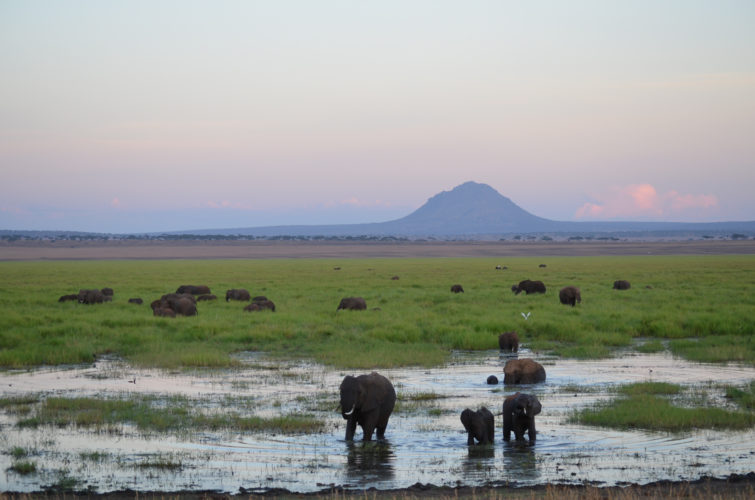 elephants, tanzania, tanzania safari
