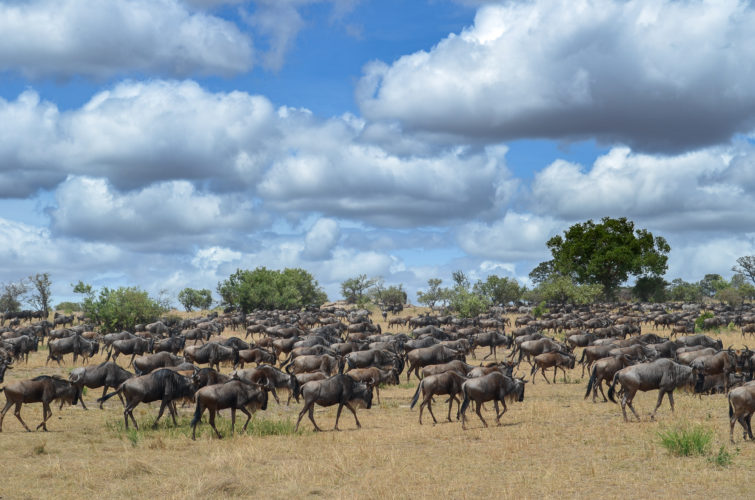 wildebeest, wildebeest migration, migration safari, tanzania safari