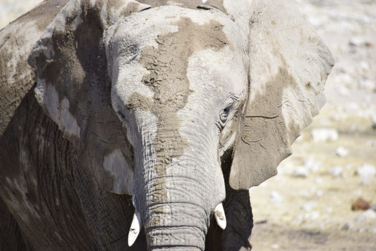 desert elephant, namibia, namibia safari