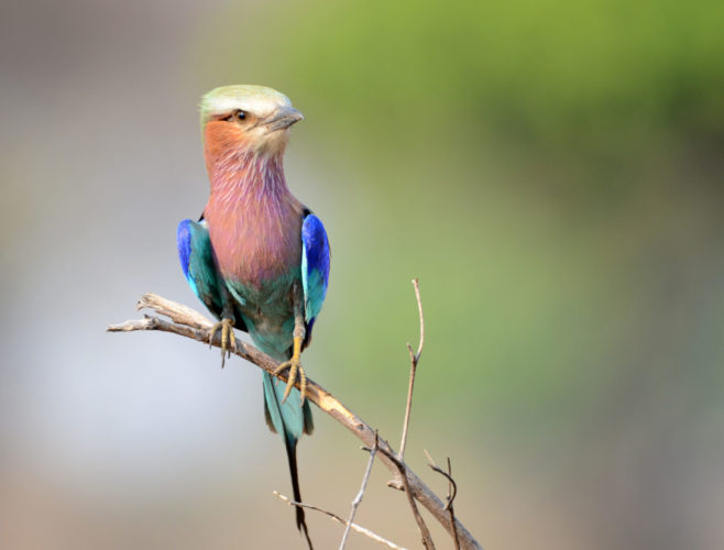 bird, botswana safari, okavango delta, botswana