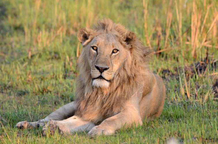 lion, botswana safari, okavango delta, botswana