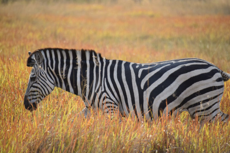 zebra, botswana safari, okavango delta, botswana
