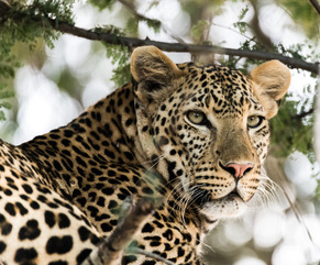 leopard, tanzania safari, southern tanzania safari, wildlife safaris