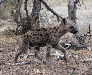 hyena, tanzania safari, southern tanzania safari, wildlife safaris