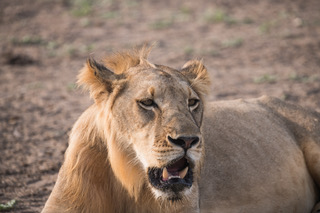 lion, tanzania safari, southern tanzania safari, wildlife safaris