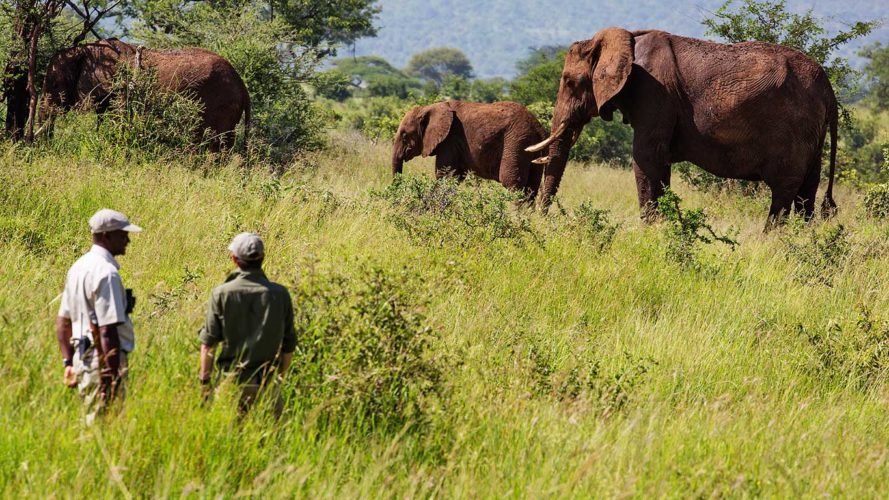 elephant, walking safari, tarangire treetops, tarangire safaris, tanzania safari