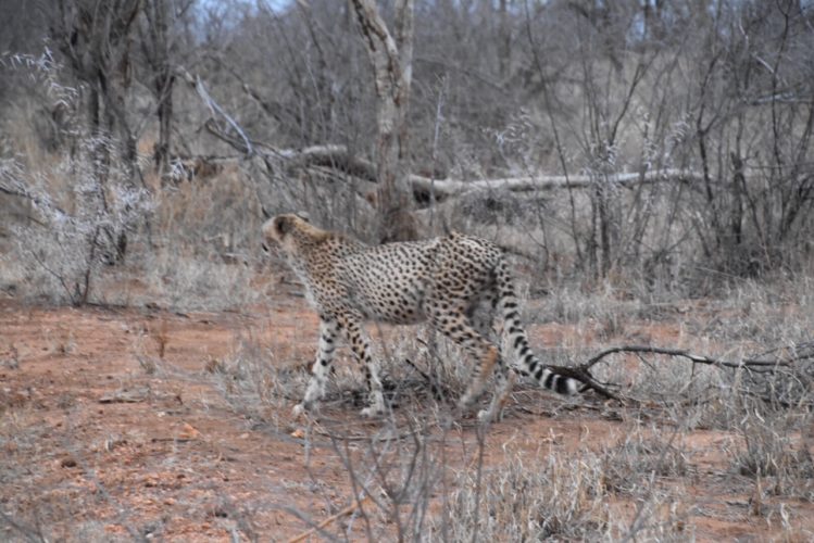 cheetah, garonga, south africa safari, wildlife safaris, south africa