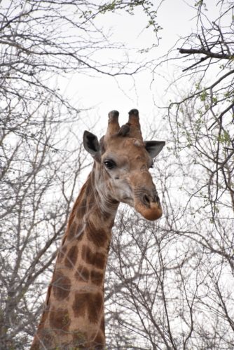 giraffe, garonga, south africa safari, wildlife safaris, south africa