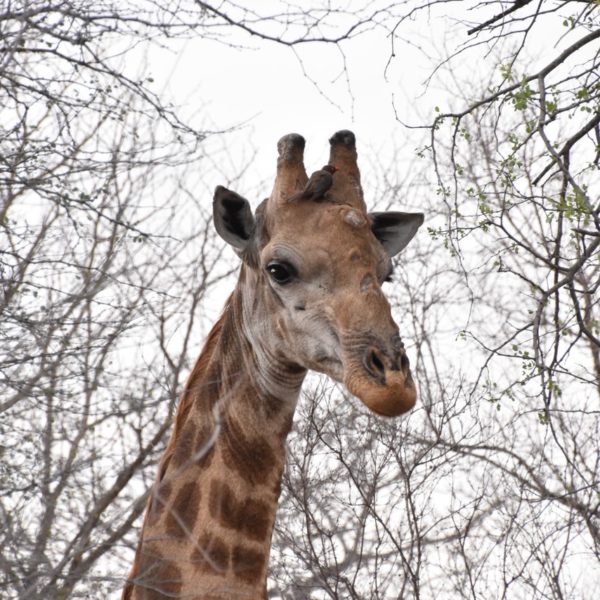 giraffe, garonga, south africa safari, wildlife safaris, south africa