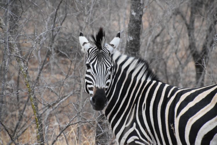 zebra, garonga, south africa safari, wildlife safaris, south africa