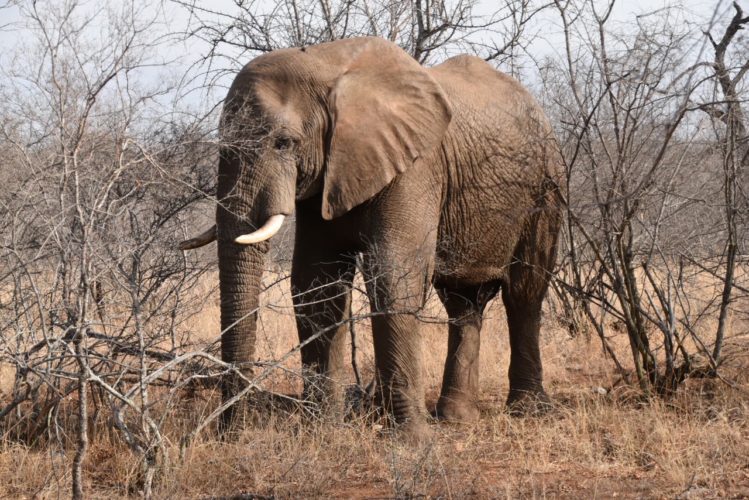 elephant, garonga, south africa safari, wildlife safaris, south africa
